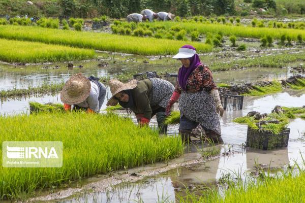 خبرنگاران افزایش 4 برابری فراوری بذرهای الیت و سوپر الیت برنج در کشور