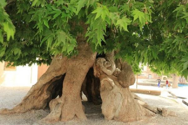 ثبت سه اثر طبیعی آذربایجان شرقی در فهرست میراث ملی ثبت سه اثر طبیعی آذربایجان شرقی در لیست میراث ملی